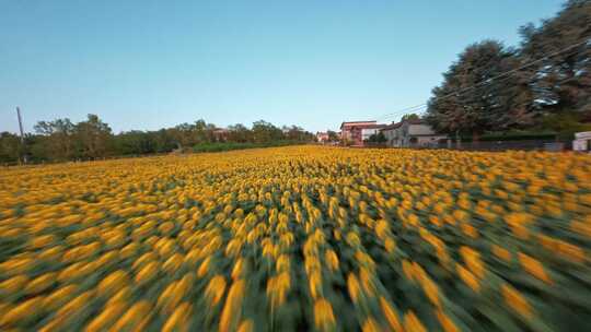 向日葵，领域，花，树