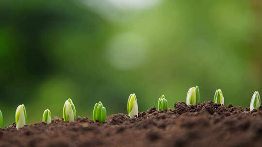 破土而出的小苗生长