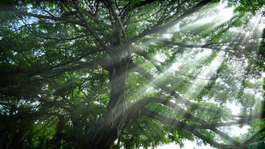 光线阳光穿过森林 树林 树荫 丁达尔效应