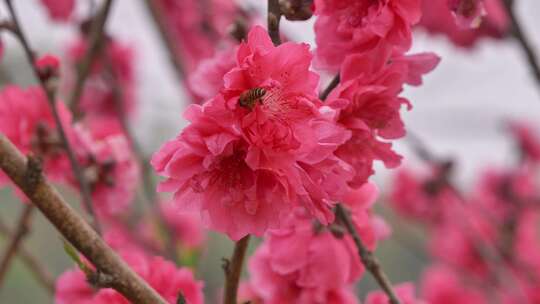 桃花花朵特写蜜蜂采蜜