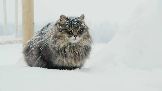 猫坐在雪地里