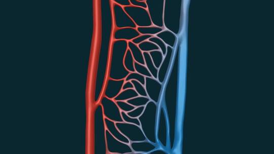 医学血管动静脉毛细血管血液肺循环动画