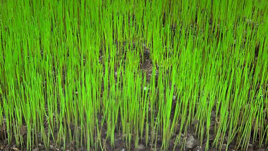 合集-水稻种子培育合集