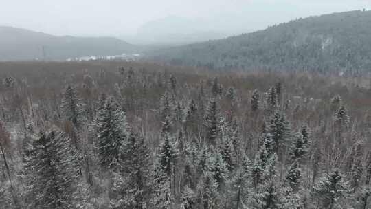 哈尔滨伊春汤旺河树林雪景4K航拍视频