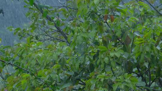 雨季树林下雨 树叶 树枝