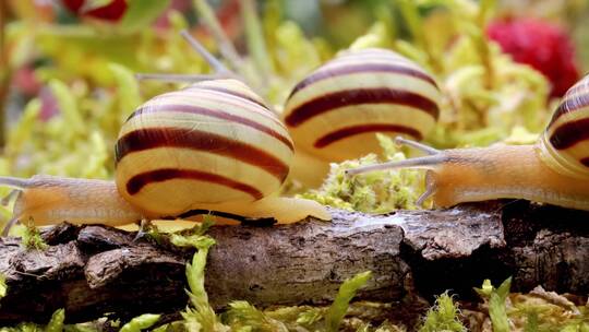 蜗牛在草地上缓缓移动