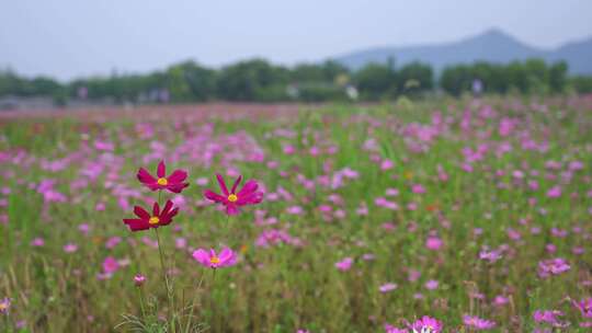 杭州湘湖三期格桑花花海航拍