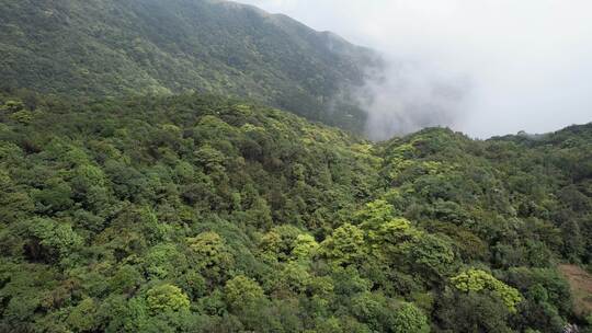 信宜八排顶高山杜鹃花航拍视频素材模板下载