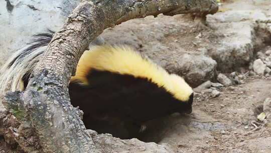 臭鼬于树洞旁活动素材