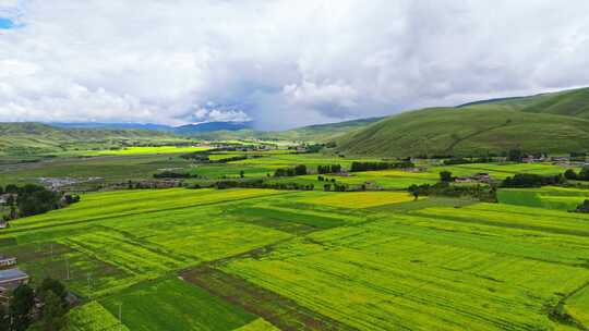 四川甘孜州道孚县惠远寺夏季草原油菜花