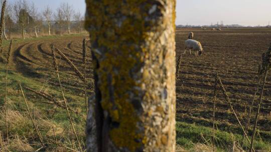 绵羊在田野边吃草