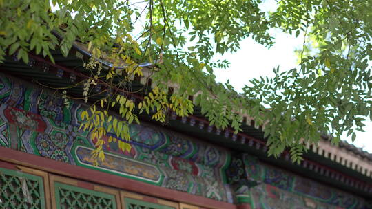 北京秋景秋色秋天大树树木黄叶视频素材模板下载