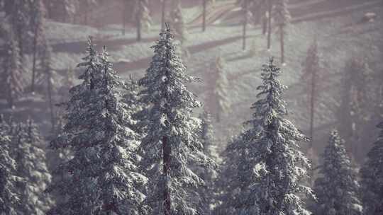 冬季积雪覆盖的山腰锥形树