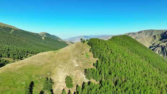 航拍新疆哈密天山原始森林高山草原风光