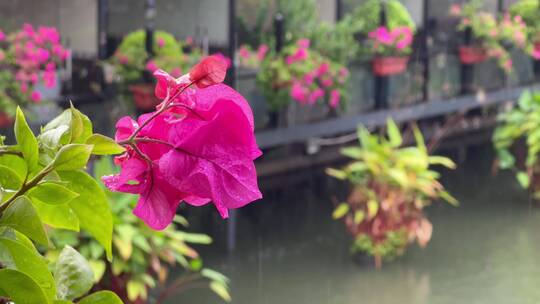 夏季风雨中公园里的花朵