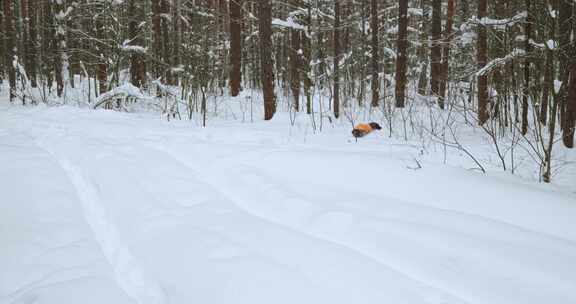 一只快乐的狗从收容所跑过白雪皑皑的冬季森