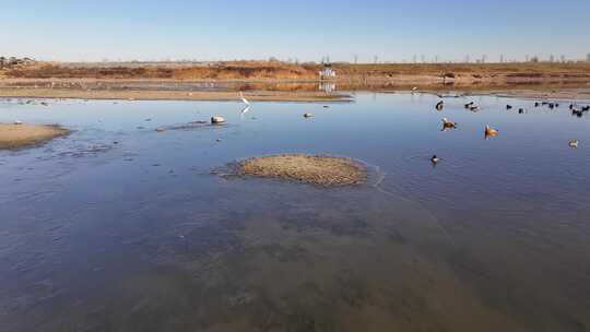 白鹭 野鸭 湖泊 湿地 保护环境 栖息地集锦