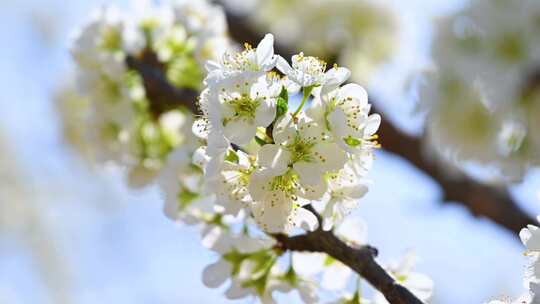 春天阳光下盛开的白色梨花蜜蜂采蜜