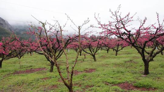 实拍桃花素材