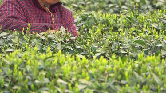 春天茶园采茶女采摘茶叶