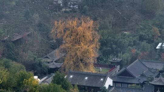 陕西秦岭古观音禅寺银杏树合集城市景观