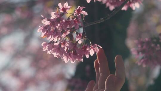 指尖轻抚樱花温柔抚摸蜜蜂飞舞唯美空灵美丽