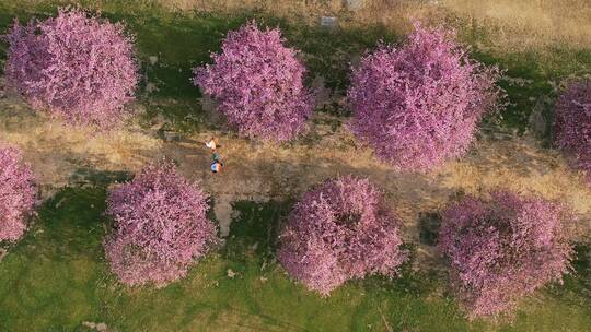 上海辰山植物园赏樱季樱花盛开