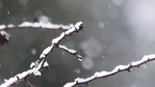 落雪，篱笆，树