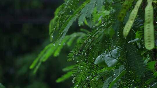 森林里郁郁葱葱的绿叶和雨滴