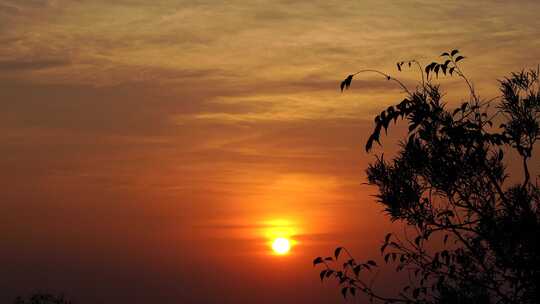 唯美夕阳晚霞日出早霞日落树枝树叶风景