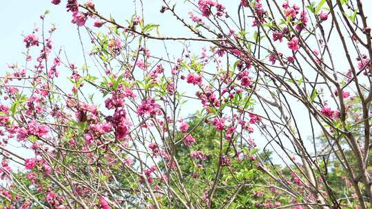 桃花盛开实拍