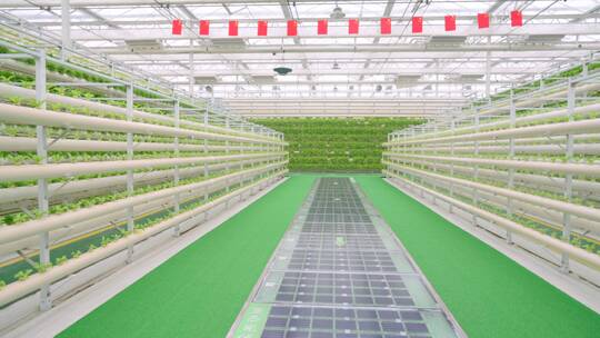 科技农业-温室大棚-绿色蔬菜