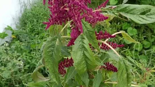 紫色植物种子