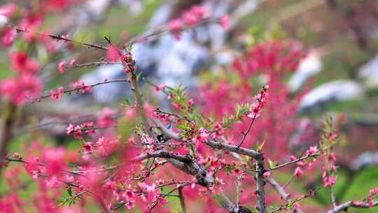 桃花林、连平鹰嘴桃、鹰嘴桃花