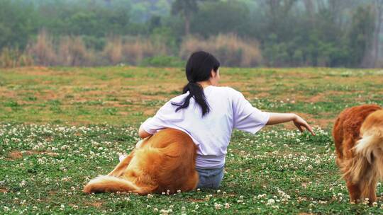 长腿美女和金毛宠物犬在春天开满花草地玩耍