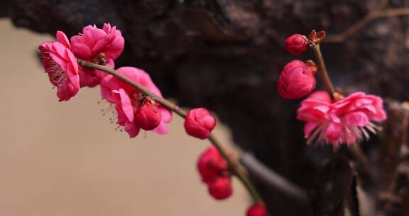 实拍梅花视频