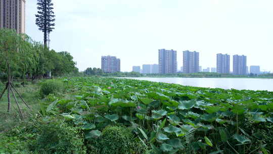 武汉江夏区汤逊湖壹号湿地公园