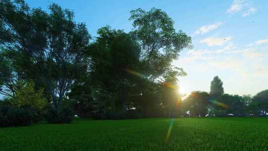 森林树林 阳光树林 光线 阳光穿透树叶