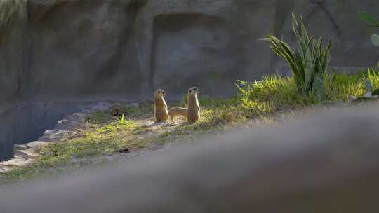 2023广州动物园游览蒙哥视频素材模板下载
