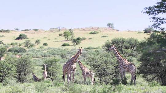 一群长颈鹿悠闲自在进食