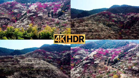 漫山满山桃花杏花梅花迎春花