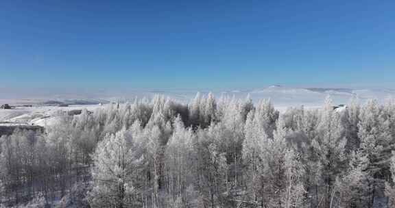 大兴安岭雪松航拍