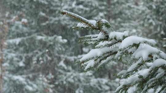 特写微距下雪的松林、白雪覆盖的冬季云杉