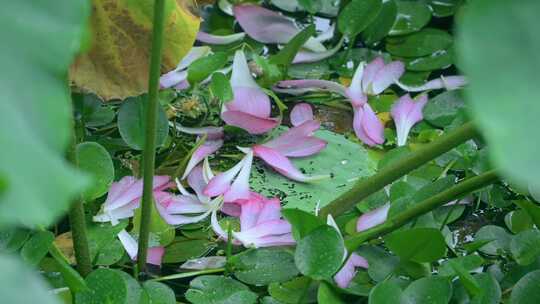 杭州西湖郭庄雨打睡莲和荷花