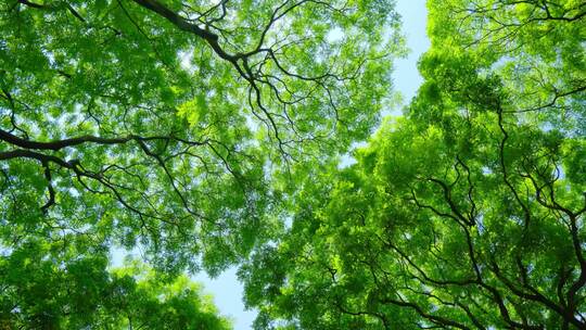 阳光树林绿色森林海红豆树相思树合集