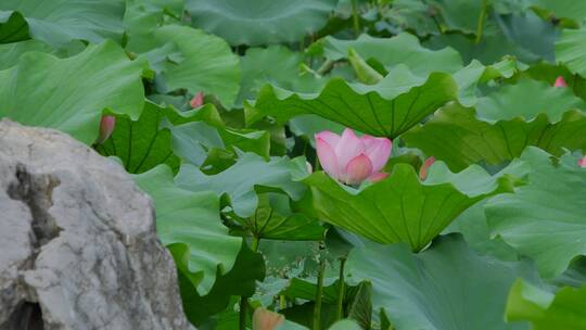 荷花池塘荷花荷叶莲花莲蓬莲叶