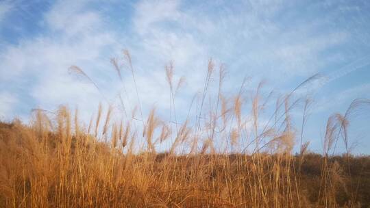 实拍秋天蓝天芦苇野草植物视频素材模板下载