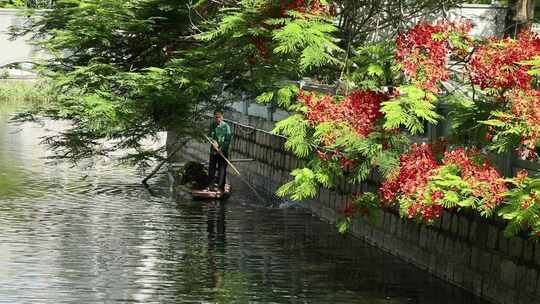 夏日公园湖边凤凰花撑船人