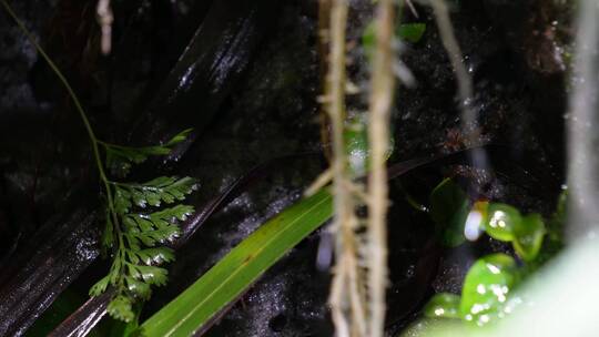 雨林缸造景热带植物观赏视频素材模板下载