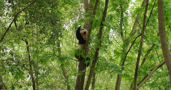 可爱的国宝大熊猫爬树